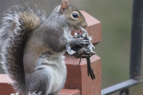 Free photo: Squirrel eating - Animals, Beautiful, Birds - Free Download ...