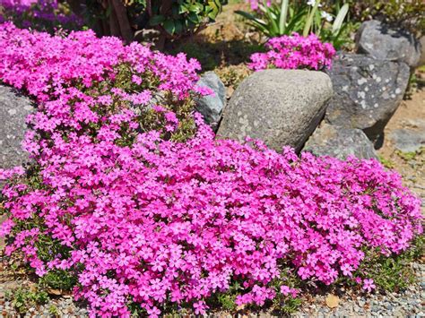 10 Fast-Growing Ground Cover Plants That’ll Transform Bare Spots In A Flash