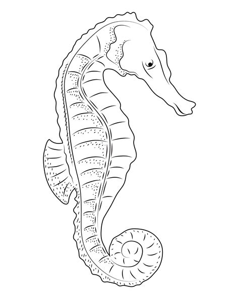 seahorse sealife sketch style 16936683 Vector Art at Vecteezy
