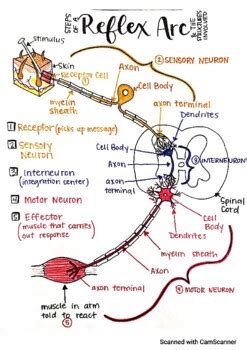 Image result for The Bubble Sort Algorithm