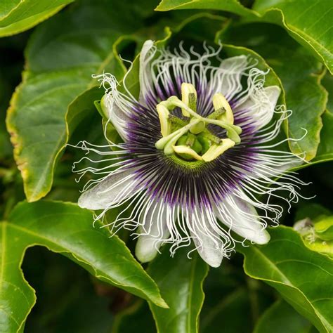 Passion Fruit Plant Seedling