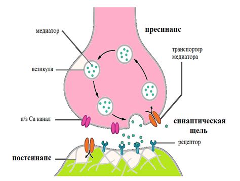 Фармакология синапсов