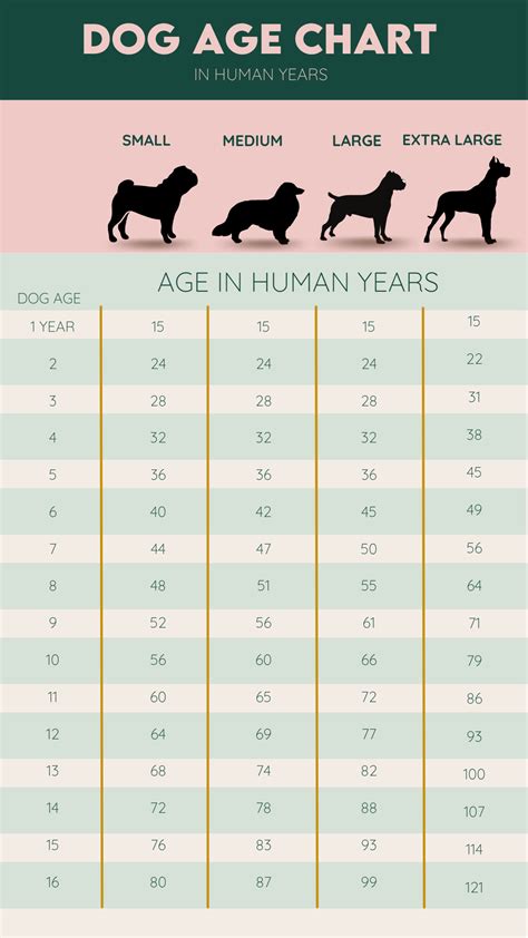 How Long Do Dogs Live In Human Years