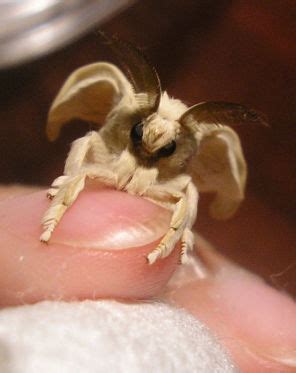 Image result for Moth Corpse Bride Stencil