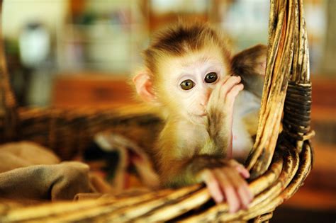 Pet Monkey Types 的图像结果