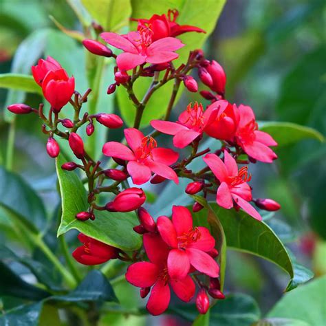 Jatropha – Ashok Chakra Nursery