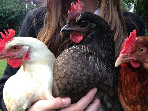 Hybrid For Sale | Chickens | Breed Information | Omlet