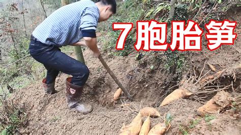 80后文哥上山挖笋，一根竹鞭连挖7条，三个小时挖40斤【山村大雄】 - YouTube