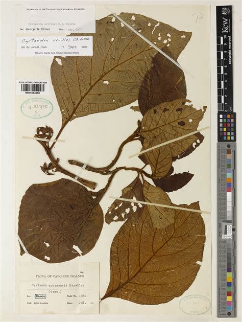 Cyrtandra urvillei C.B.Clarke | Plants of the World Online | Kew Science