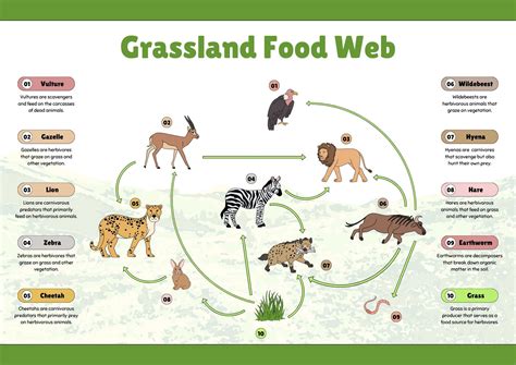 Grassland Food Web For Kids