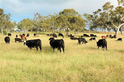 Organic Meat Farms 的图像结果