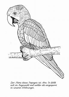 malvorlagen tiere schwer ausmalbilder schwer vogel ausmalbilder ausmalen malvorlagen tiere schwer ausmalbilder schwer vogel ausmalbilder ausmalen