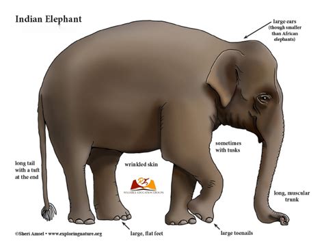 Weather, Climate and Adaptations of Animals to Climate Class 7 Science ...
