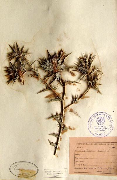 carthamus_lanatus