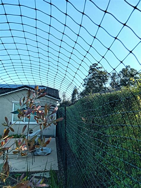 Cat-Proof Fence Options: DIY vs. Commercial | Purrfect Fence