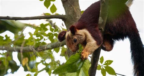 9 Rare Animals You Can Spot in the Western Ghats and Where to Find Them