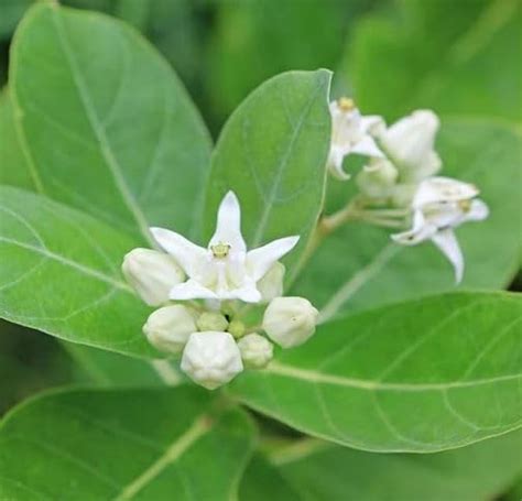 Safed Aak Live Plant, Calotropis Gigantea, White Madar plant : Amazon ...