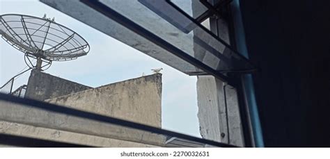 Random Stuff 的图像结果