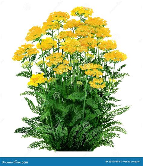 Achillea -yarrow yellow stock illustration. Illustration of grounds ...