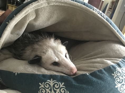 Does Possums Make Good Pets - Pet Spare