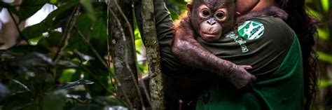 Rescue Orangutan Damai - FOUR PAWS International - Animal Welfare ...