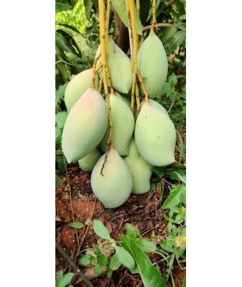105 Acre Agri Fruits Farm For Sale Dindigul Tamilnadu