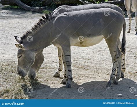 African wild donkey 3 stock image. Image of animal, herbivore - 39888977