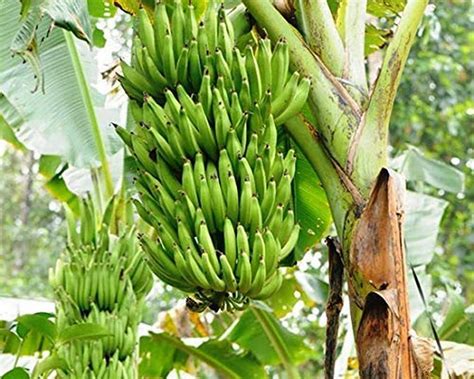 Creative Farmer Live Plant Rare Exotic Nendran Banana (Tissue Culture ...