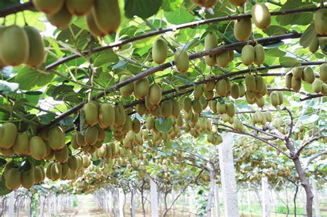 什么时候买弥猴桃的种子种好-绿宝园林网