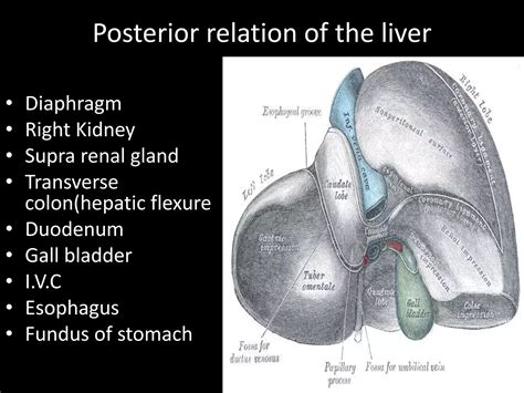 Liver & Hepatobiliary System .pptx