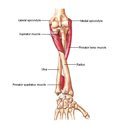 Image result for Supinator Muscle Function