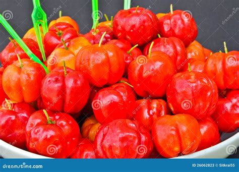The Spanish cherry ripe stock image. Image of emarginata - 26062823