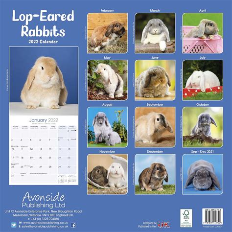 Rabbit Calendar - Cute Animal Calendar - Calendars India | Ubuy