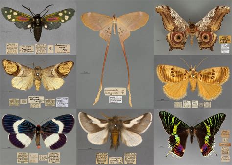 1065 African Moth Species for Identification