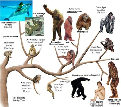 Image result for Primate Evolution Tree
