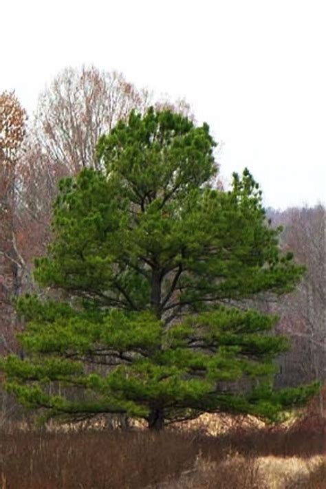 Image result for Unreal Engine Loblolly Tree