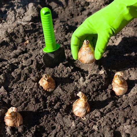 How to Plant Daffodil Bulbs in Fall - growhappierplants.com