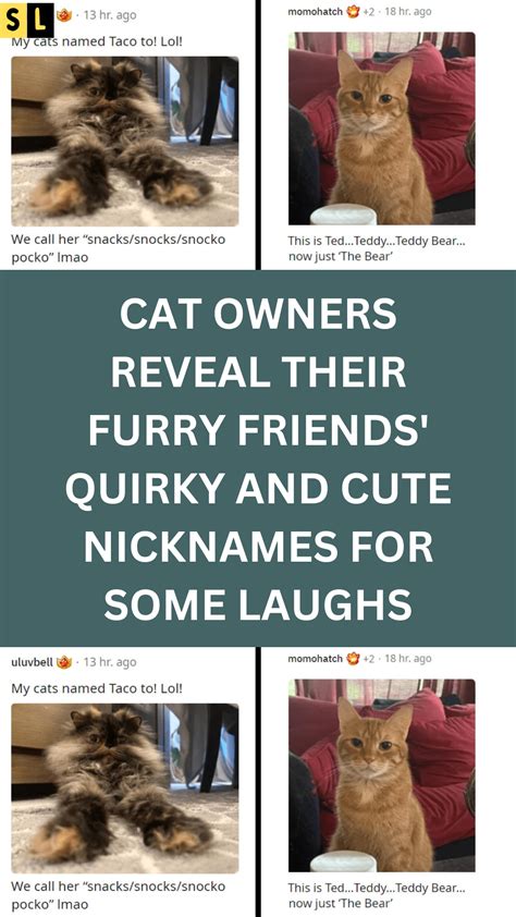 Cat owners reveal their furry friends quirky and cute nicknames for some laughs – Artofit