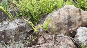 Optical Illusion: How many lizards can you spot in 30 seconds? Only 1 ...