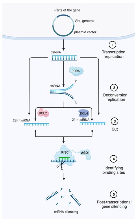 Application and Expansion of Virus-Induced Gene Silencing for ...