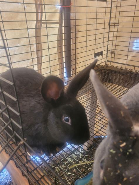 Standard Rex Rabbits For Sale | Kent, WA #503364 | Petzlover