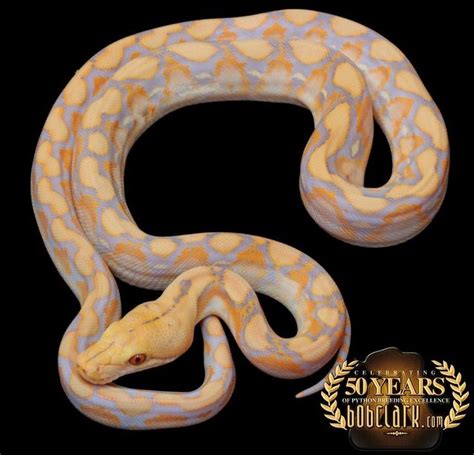 Image result for Purple Morph Reticulated Python