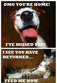 Image result for Cat Sketch Tutorial