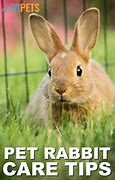Image result for Bunny Rabbits On Wall