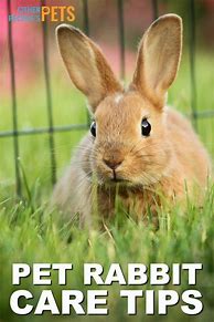 Image result for Pet Rabbits Pictures