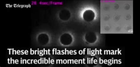 Image result for Conception Light Flash