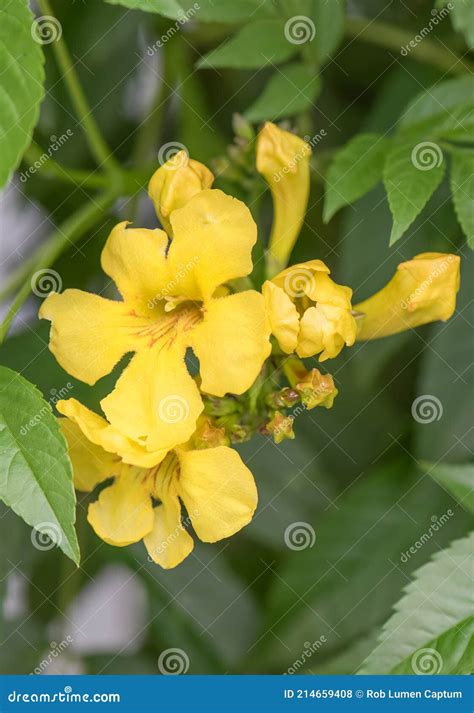 Trumpet Vine Campsis Radicans Flava, Yellow Flower in Close-up Stock ...