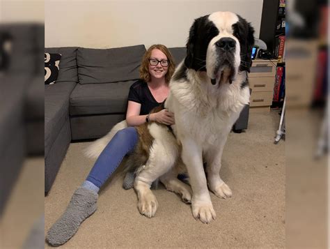 Massive 160lb Saint Bernard Named Hercules Thinks He’s a Lapdog and ...