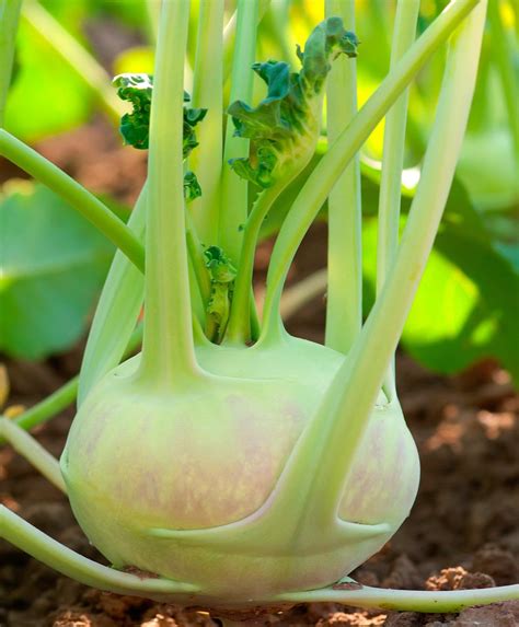 Everything you should know about kohlrabi – Artofit