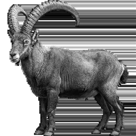 AnimalHub: Alpine Ibex, Capra Ibex - Facts, diet, habitat & more
